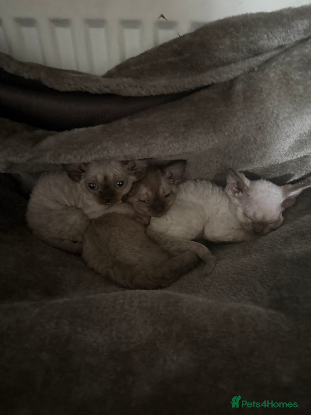 Devon Rex cats for sale: 😍😍😍 3 girls registered GCCF😍😍😍 - Advert 10