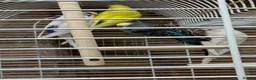 Budgerigars birds for sale: Mix budgies  - Advert 2
