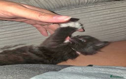 Ragdoll cats for sale: 3 beautiful girls ragdoll x domestic left! - Image 9