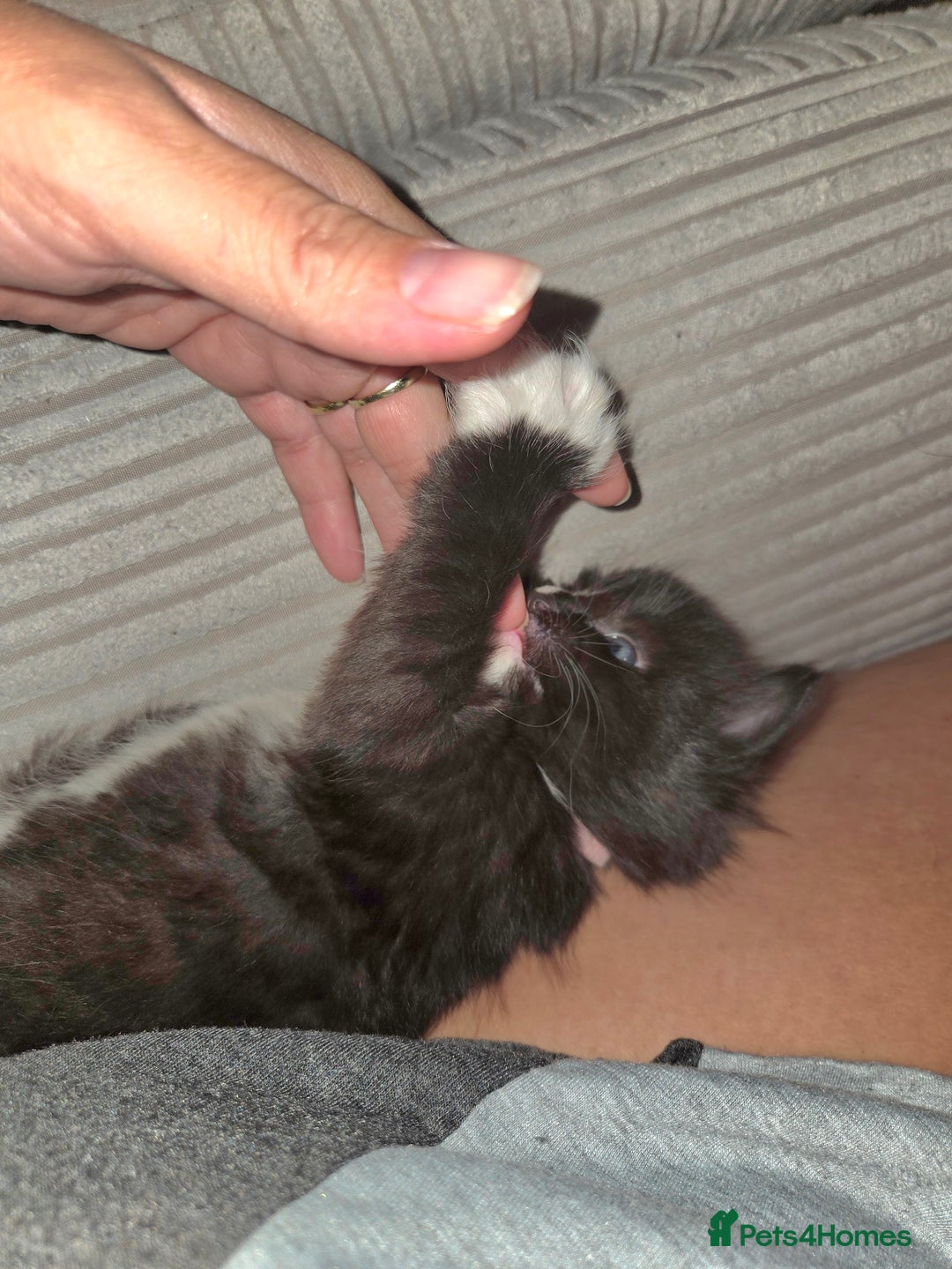 Ragdoll cats for sale: 3 beautiful girls ragdoll x domestic left! - Image 9