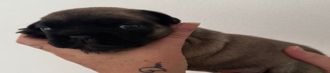 French Bulldog Puppy 3
