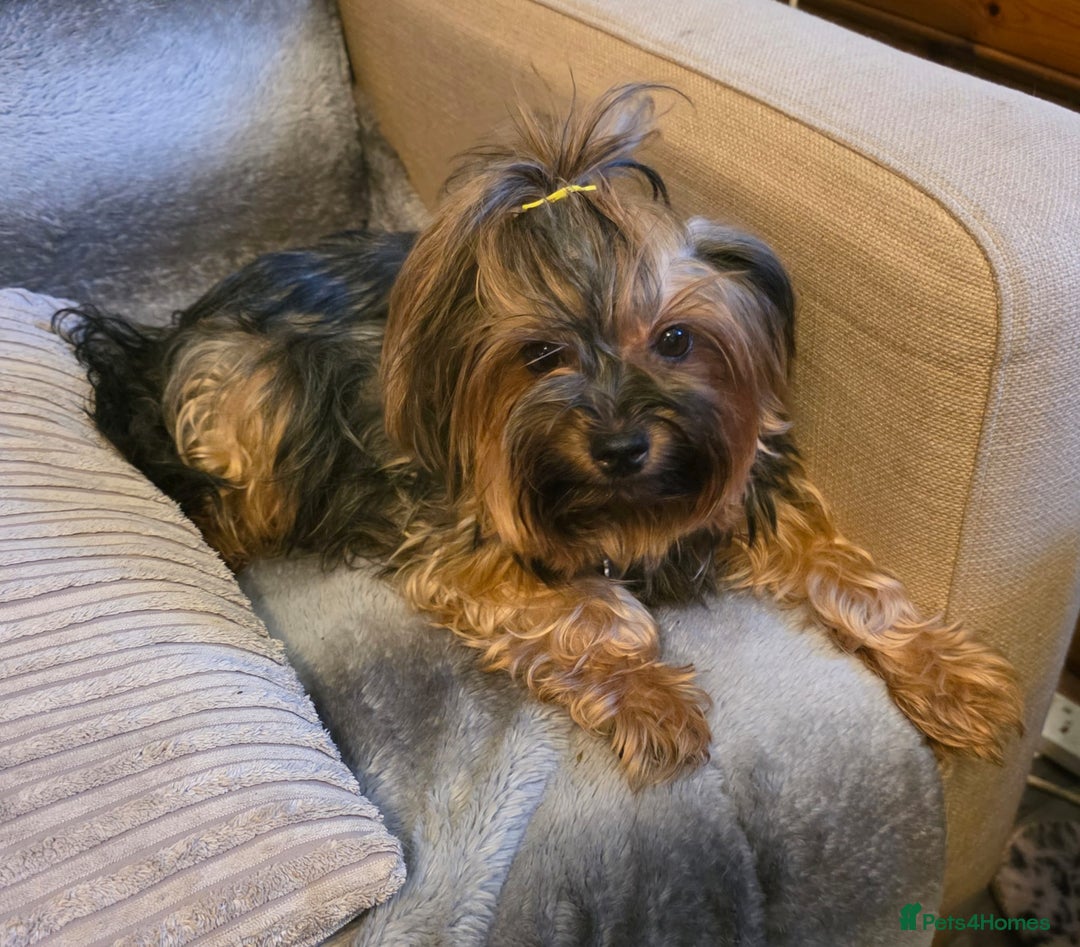Yorkshire Terrier dogs for sale: Miniature Pedigree Yorkshire Terrier Puppies - Image 18