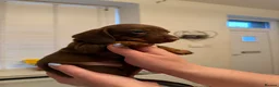 Miniature Dachshund dogs for sale: Beautiful litter of miniature dachshunds in Rochdale - Advert 6