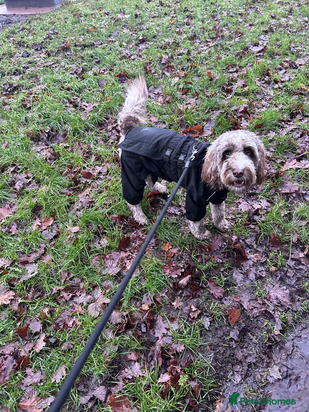 Cockapoo dogs for sale: Buddy needs a new home - Advert 5