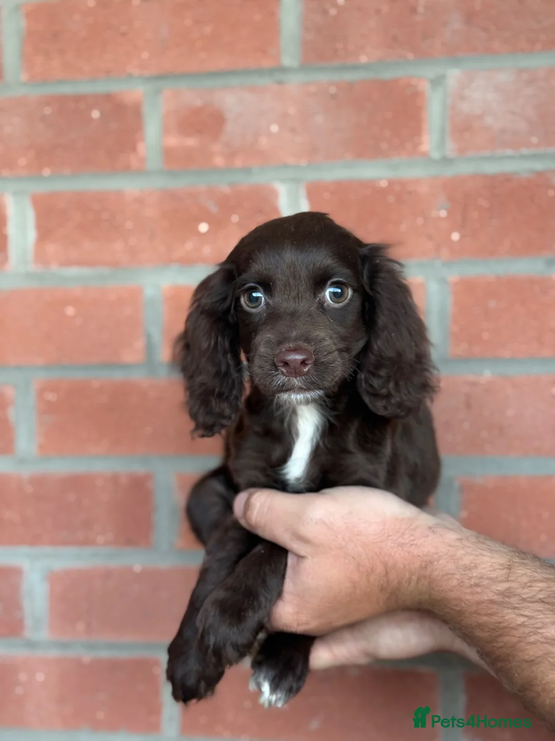 Cocker Spaniel dogs for sale:  Cocker spaniel puppys - Advert 2