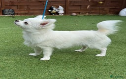 Chihuahua dogs for sale: Absolutely gorgeous White Longcoat Boy  - Image 4