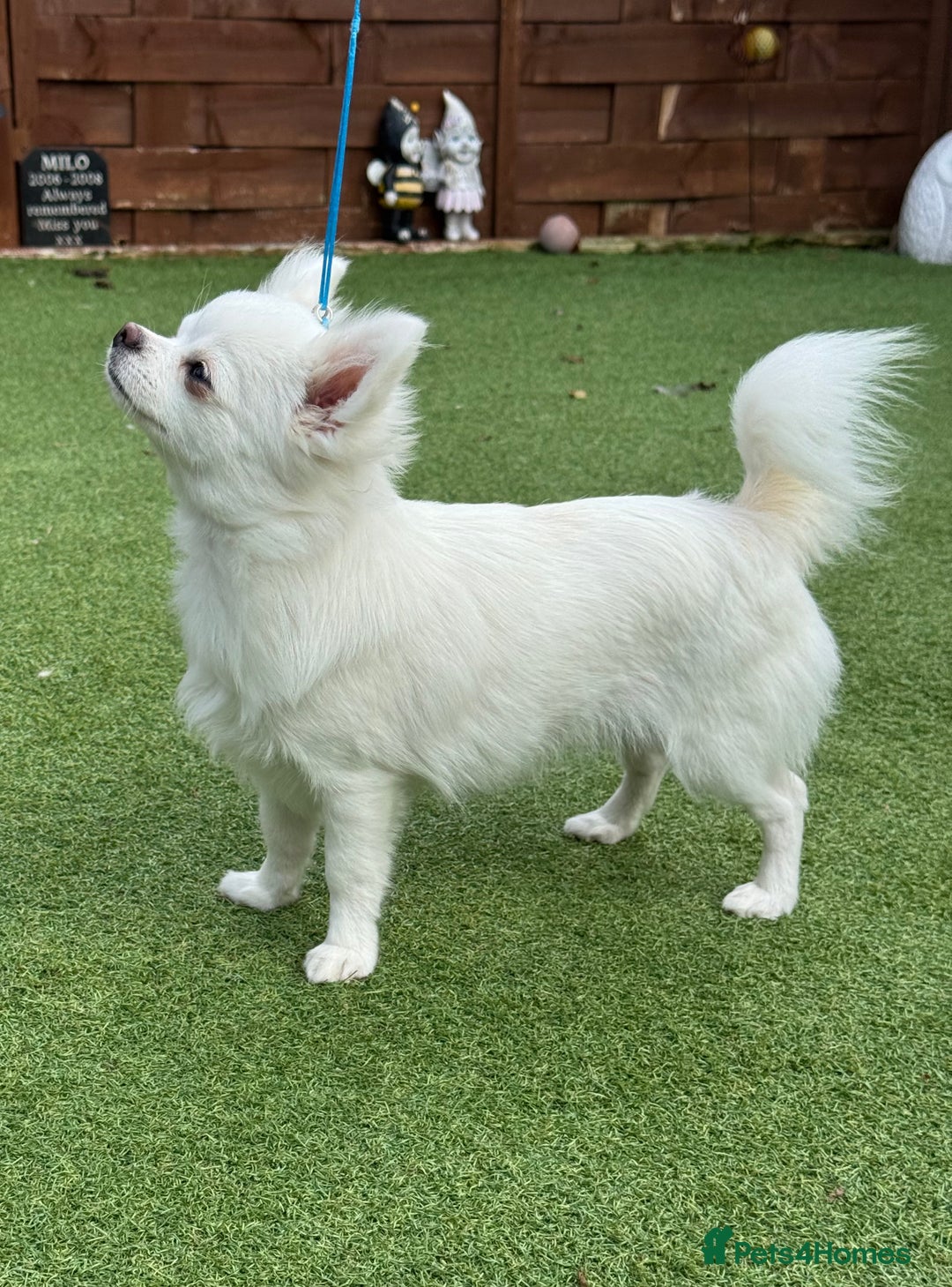 Chihuahua dogs for sale: Absolutely gorgeous White Longcoat Boy  - Image 4