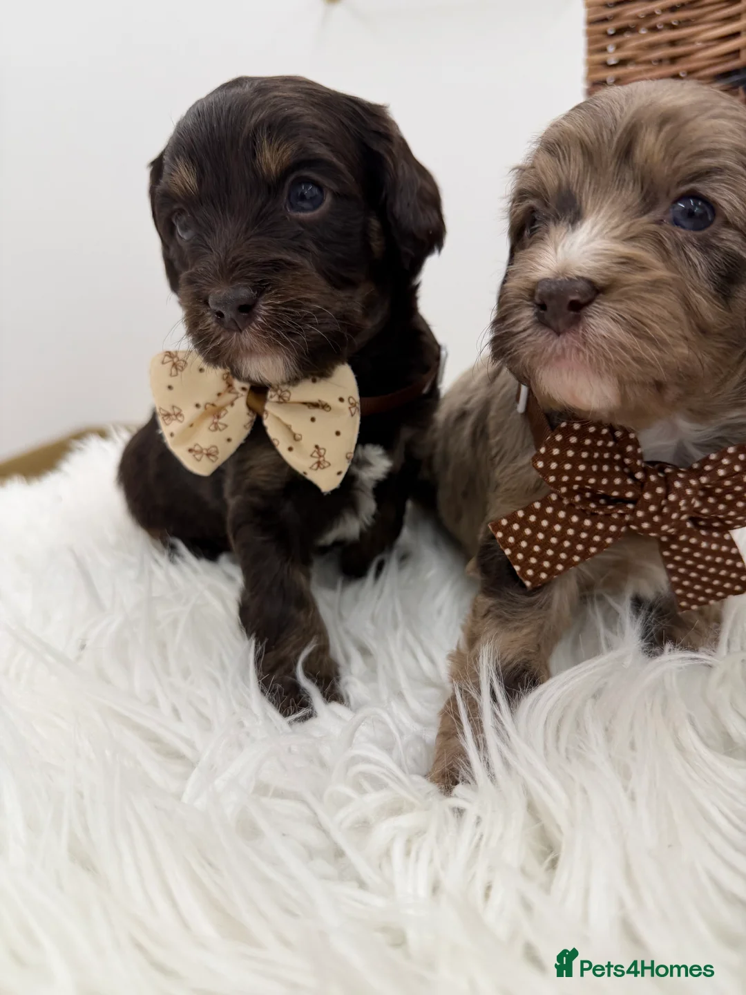 Cavapoo dogs for sale: F1 E ** tensively health tested cavapoos  - Advert 8