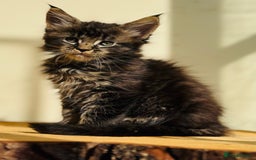 Maine Coon cats for sale: Beautiful pure bread Maine Coon kittens - Image 39