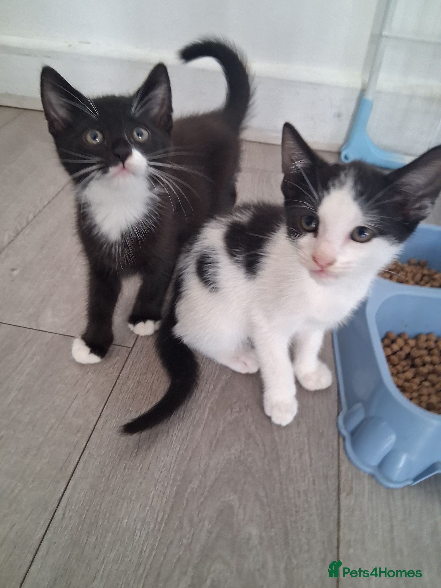 Mixed Breed cats READY NOW. 2 Kittens left  - Advert 11