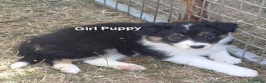 Border Collie 3