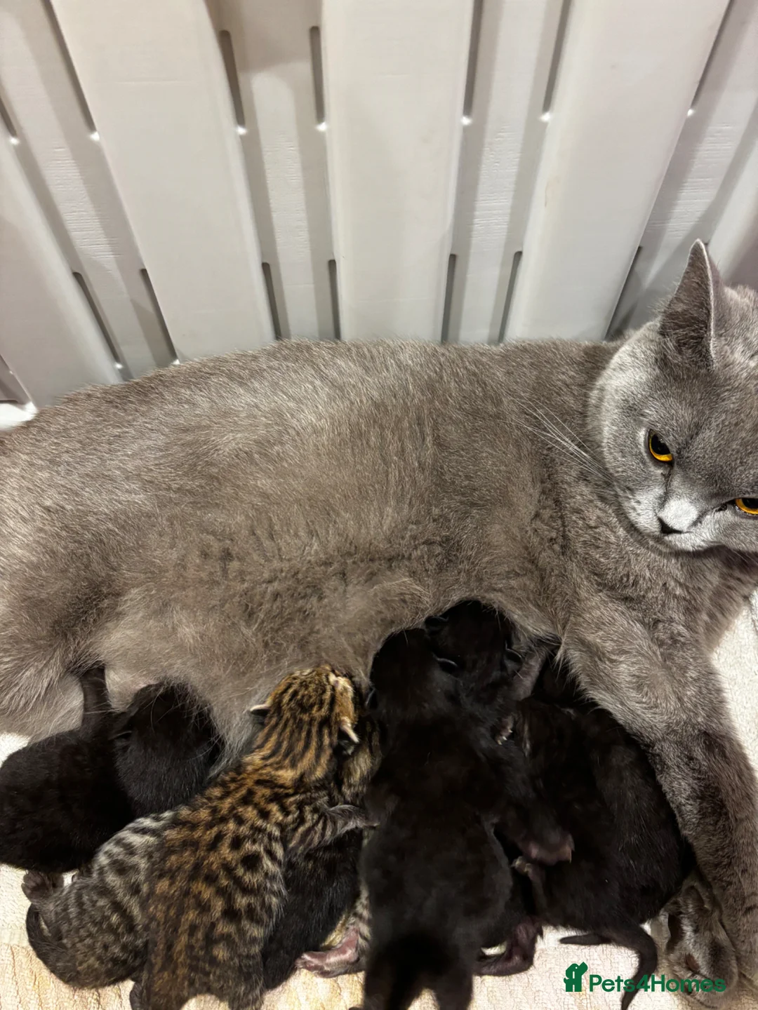 Mixed Breed cats for sale: British shorthair mixed kittens  - Advert 1