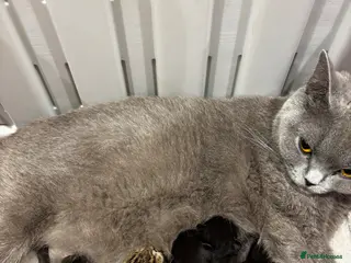 Mixed Breed cats British shorthair mixed kittens - Advert 1