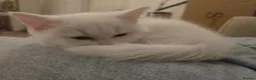 Scottish Fold cats for sale: Scottish straight kitten for sale  in Leeds - Advert 9