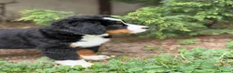 Bernese Mountain Dog dogs for sale: KC Bernese Mountain Dog Puppies - Advert 22