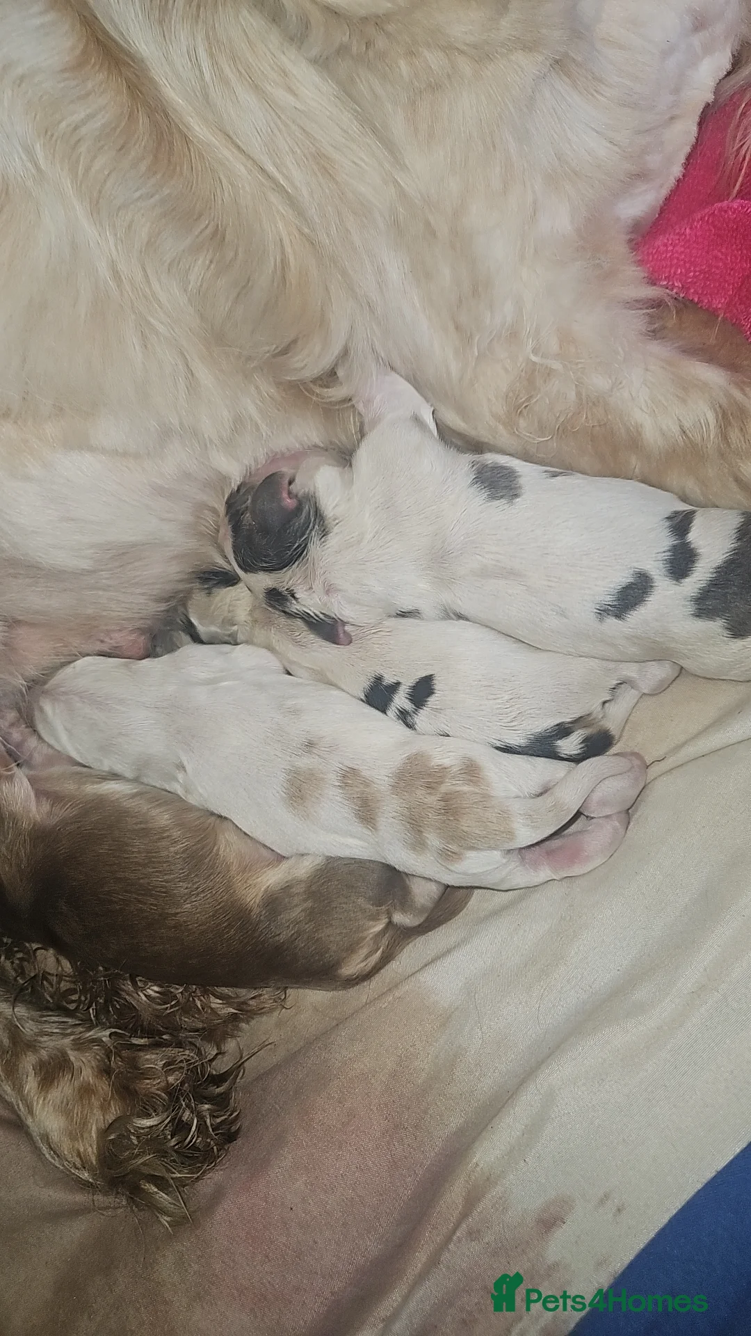 Cocker Spaniel dogs for sale: Unbelievable show type cocker spaniel babies  - Advert 14