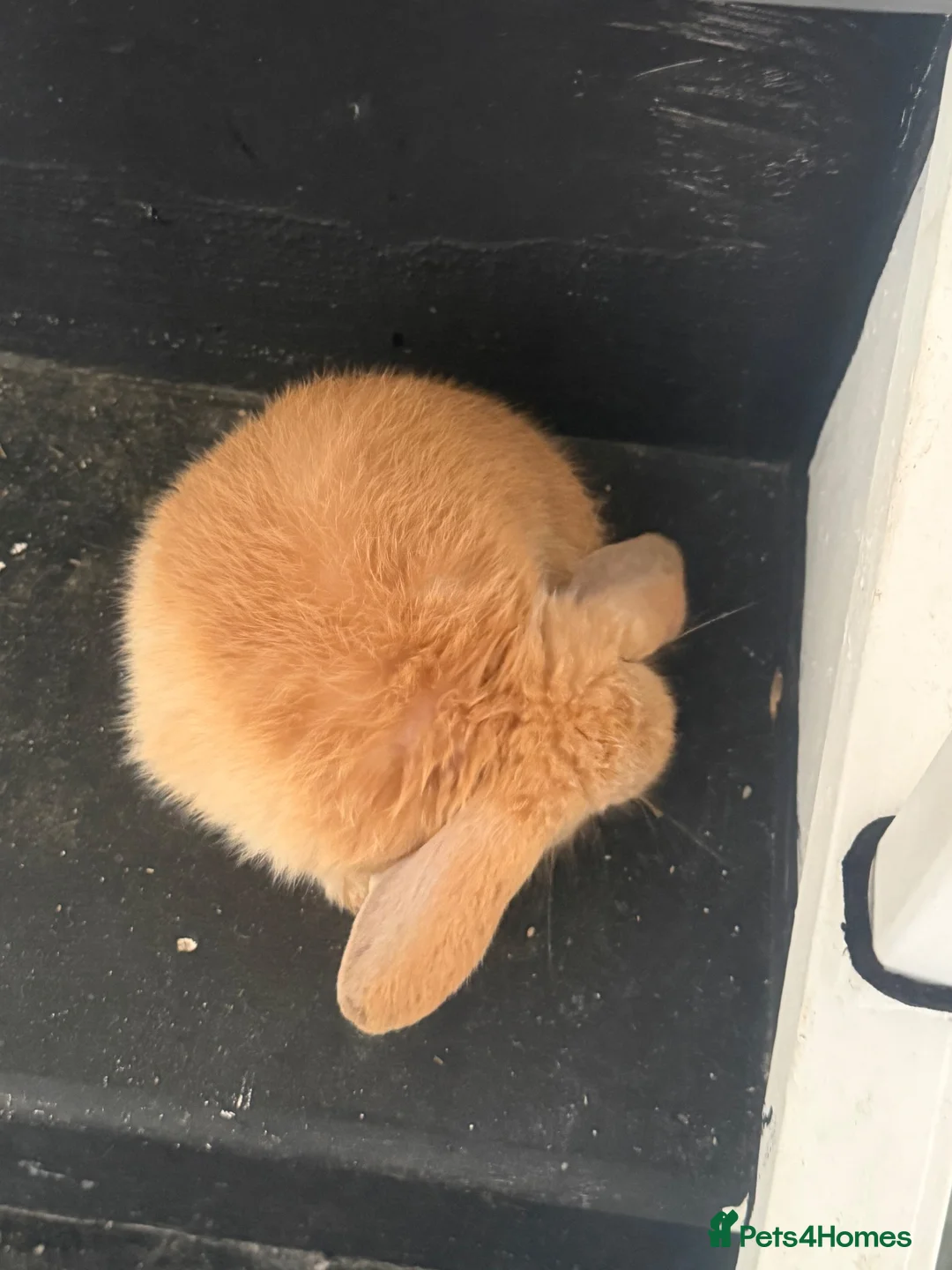 Mixed Breed rabbits for sale: Baby bunnies  in Wellingborough - Advert 1