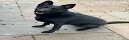 German Shepherd dogs for sale: Well trained German Shepherd - Advert 2