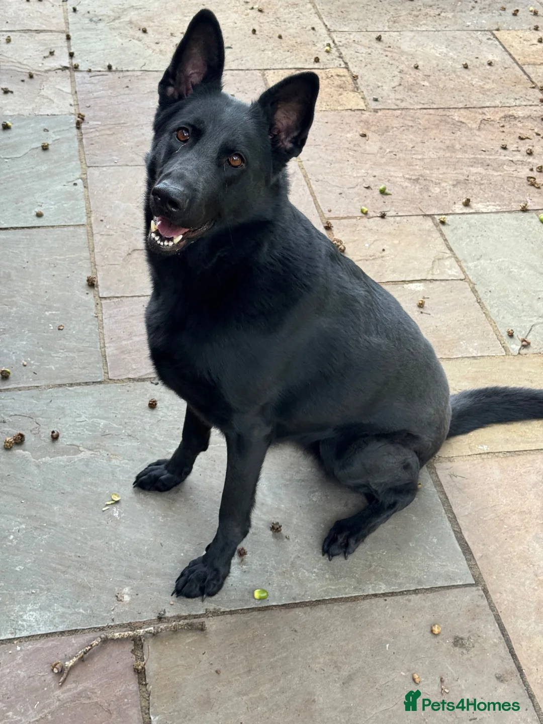 German Shepherd dogs for sale: Well trained German Shepherd - Advert 2