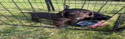 Sprocker dogs for sale: Health checked &Ready to leave , 1st vaccine   - Advert 15