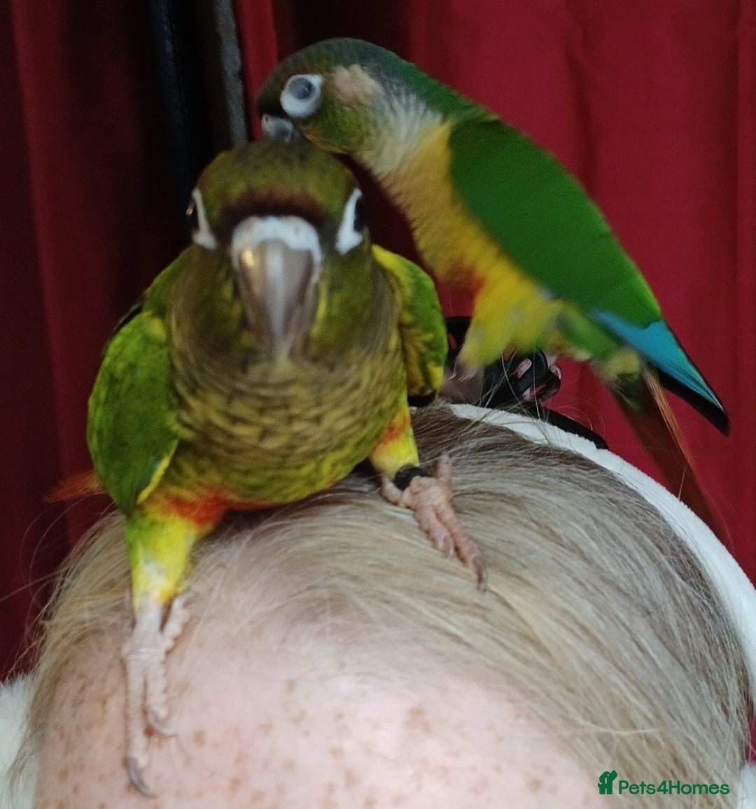 Conures birds for sale: Conures handreared Conures Green Cheeks  - Image 10