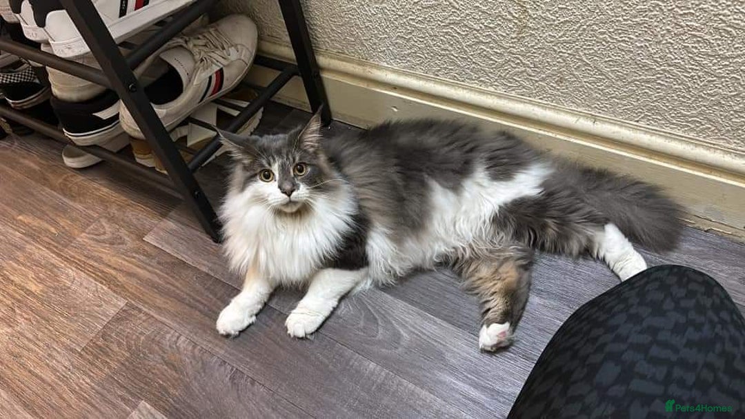 Mixed Breed cats for sale: Maine coon mix Girls💜 - Image 11