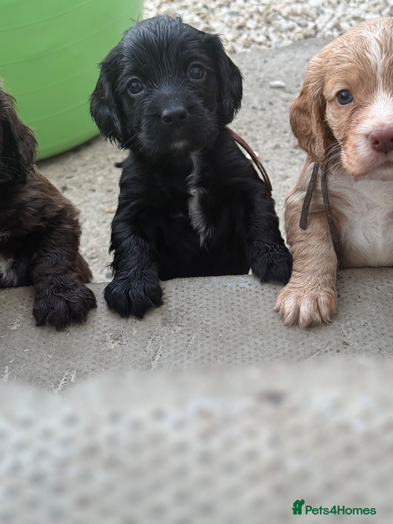 Cocker Spaniel dogs Cocker spaniels  - Advert 2
