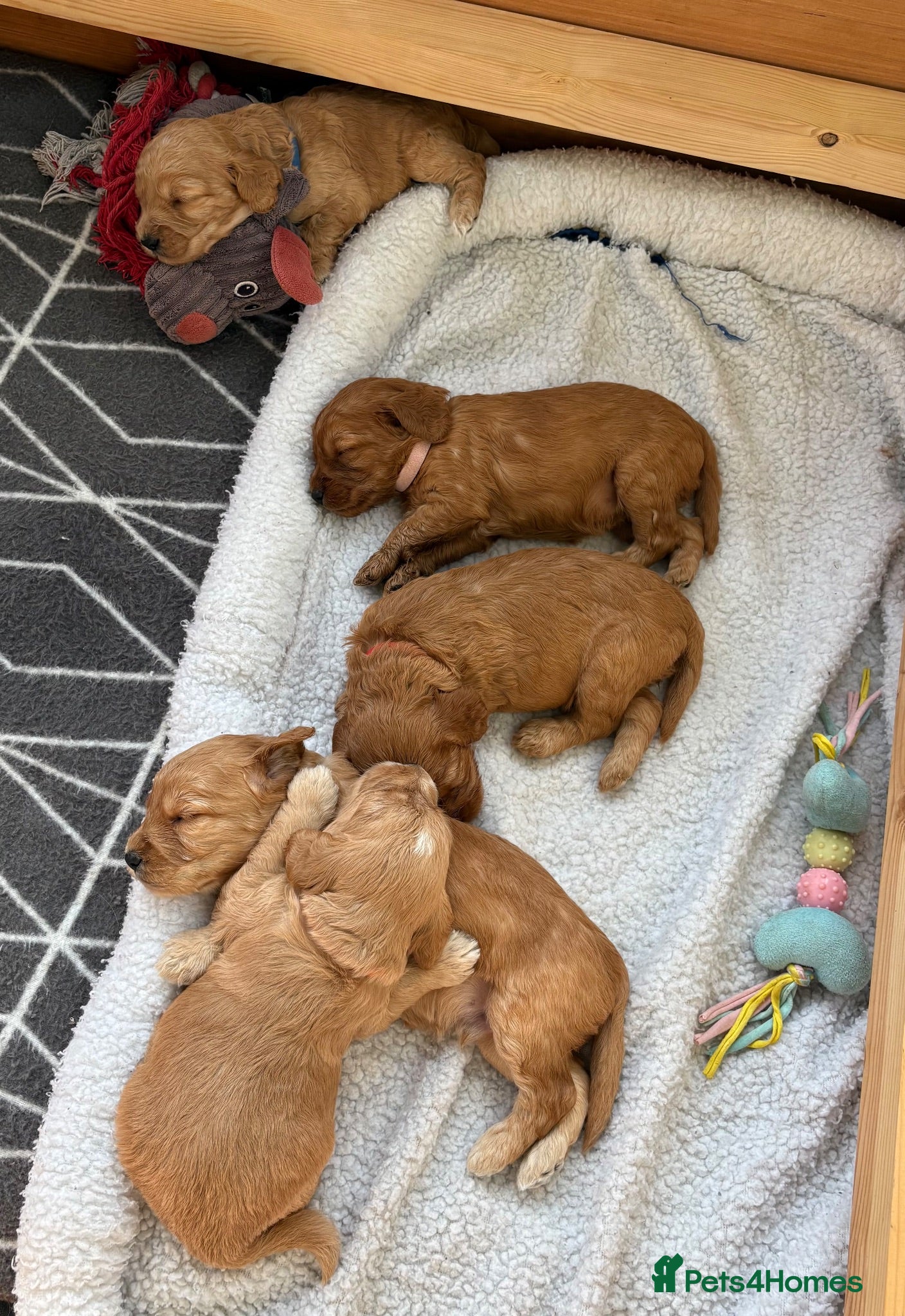 Cockapoo dogs Cockapoo Puppies - Advert 12