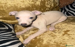 Italian Greyhound dogs for sale: Italian greyhound pups - Image 1
