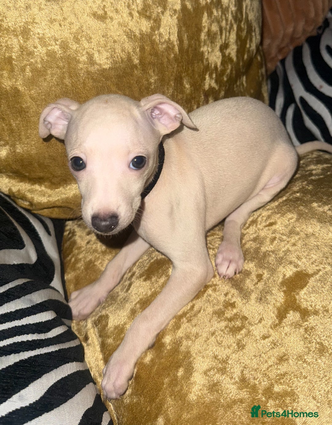 Italian Greyhound dogs for sale: Italian greyhound pups - Image 1
