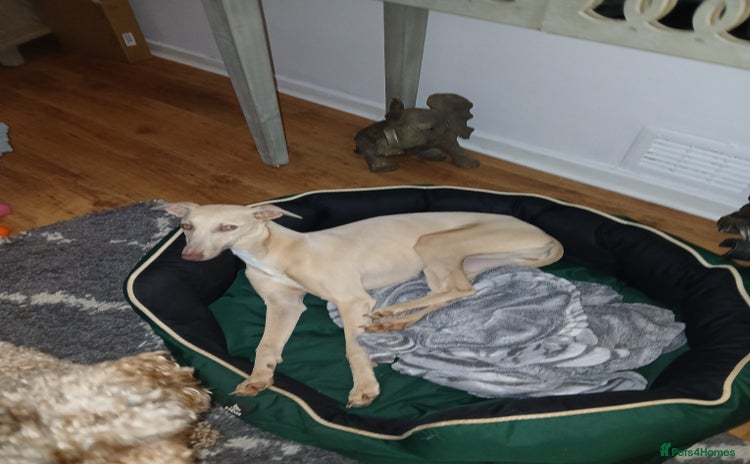 Mixed Breed dogs - Advert 4