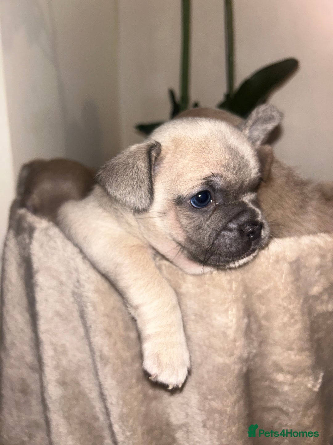 Mixed Breed dogs for sale: Beautiful French Bulldog x Chihuahua Puppies  - Advert 6