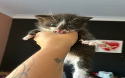 Mixed Breed cats for sale: Part Siamese kittens for sale - Image 8