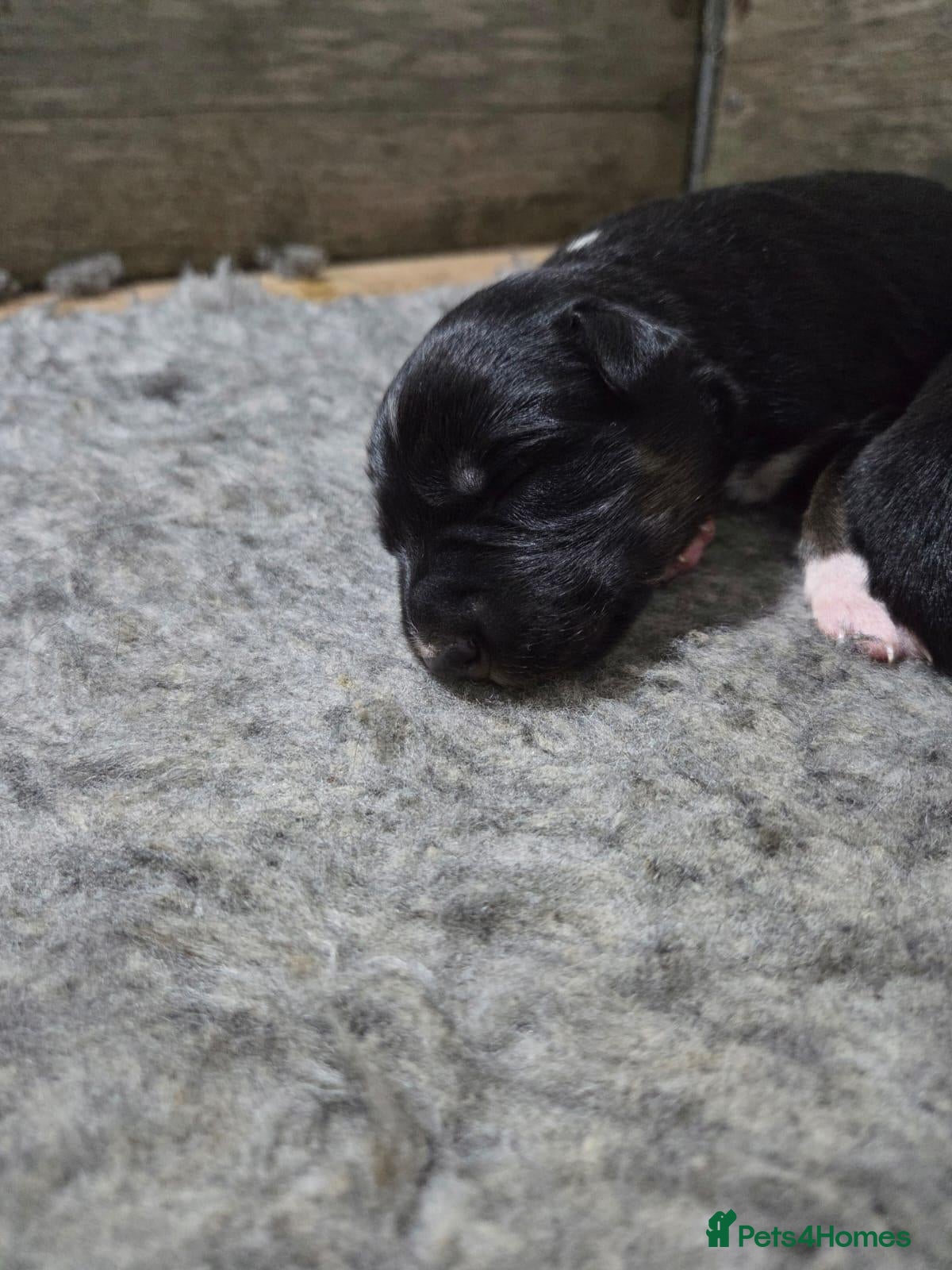 Border Collie dogs Border Collie puppies for sale(long haired) - Advert 2