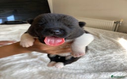 Akita dogs for sale: Akita puppies  - Image 2