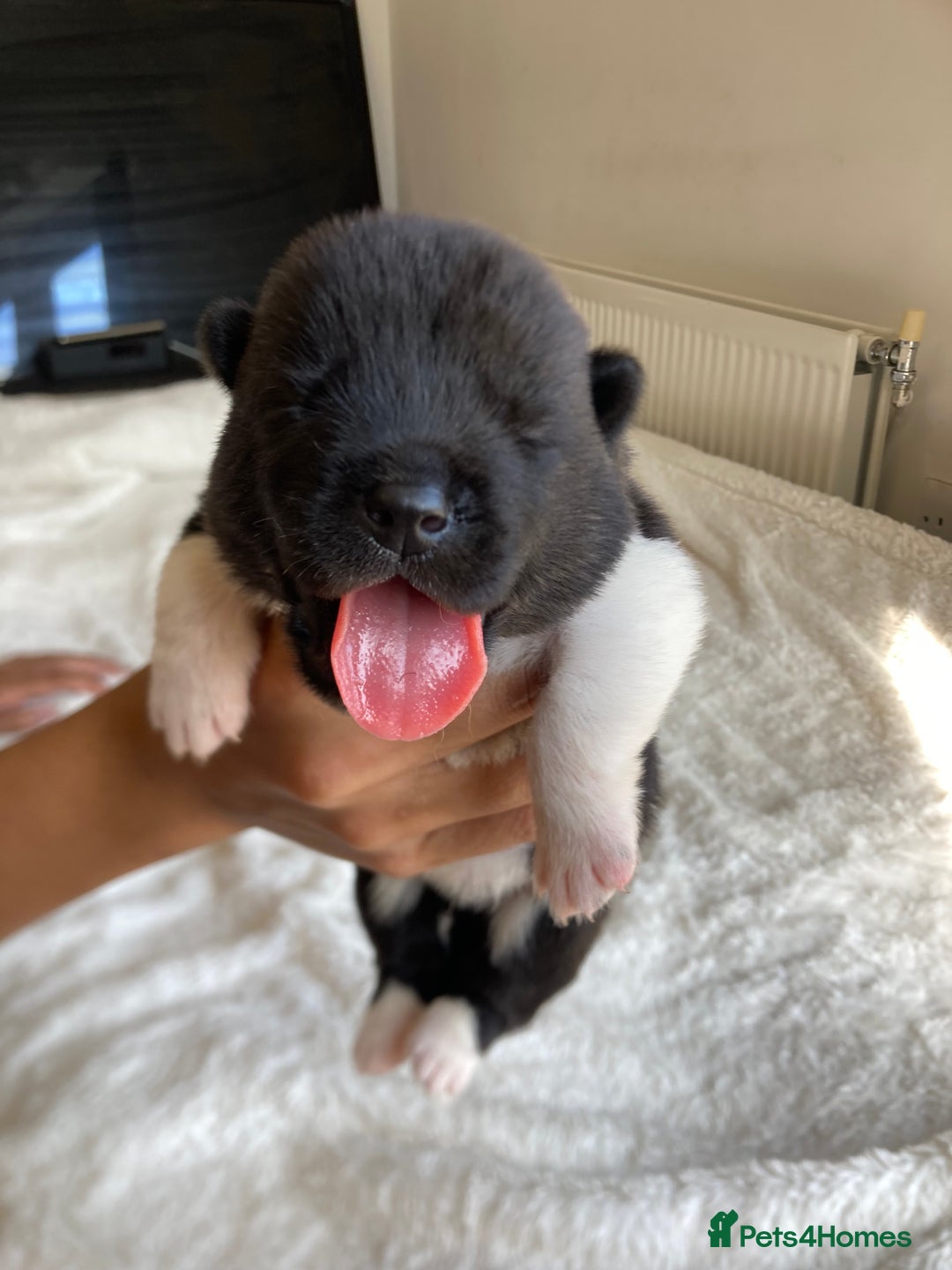 Akita dogs for sale: Akita puppies  - Image 2