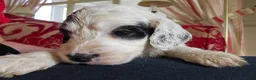 Cockapoo dogs for sale: Amazing Roan and Tri Colored F1 Cockapoos - Advert 22
