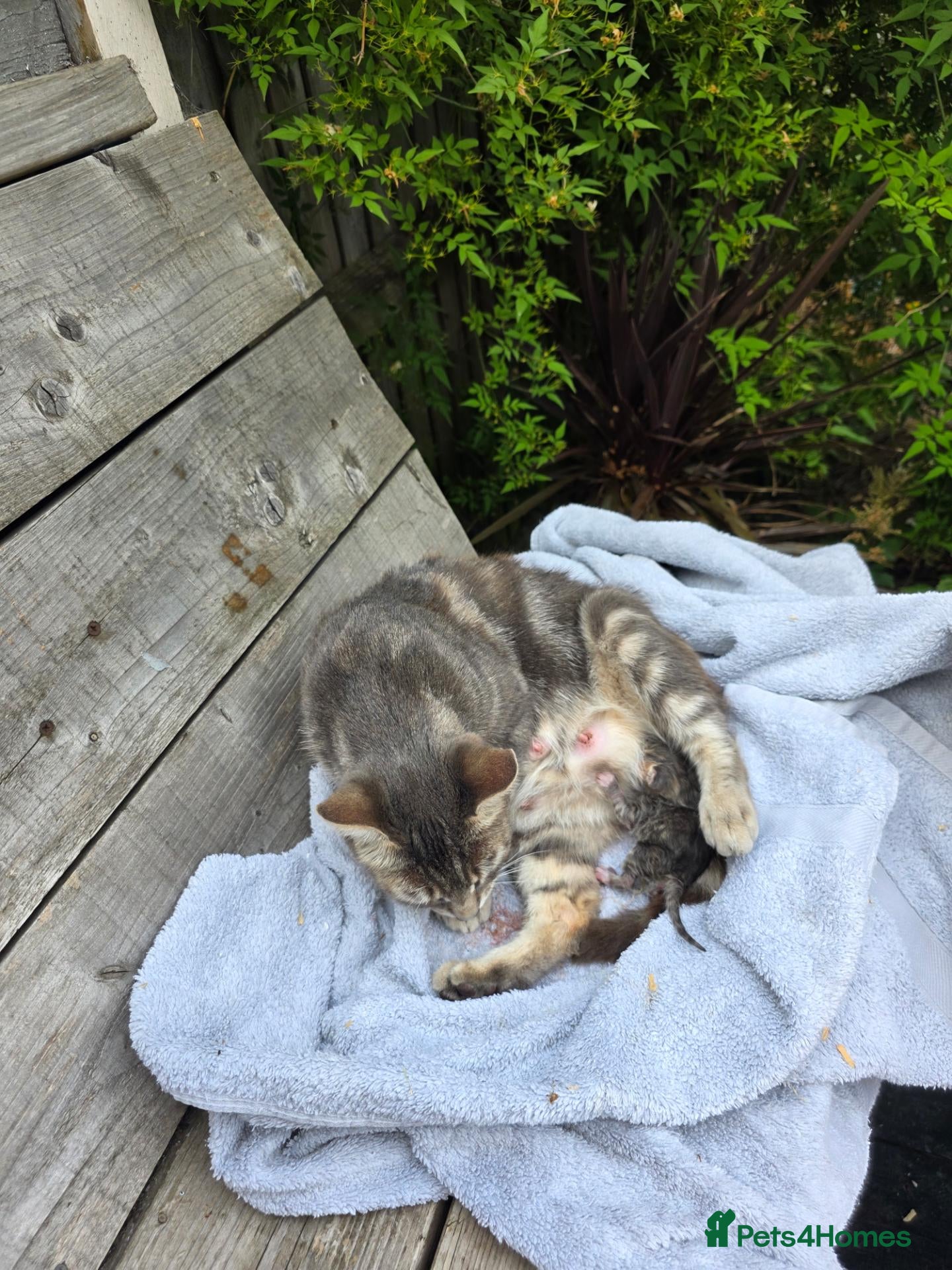 Mixed Breed cats Kittens  - Advert 1