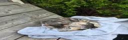 Mixed Breed cats for sale: Kittens  - Advert 1
