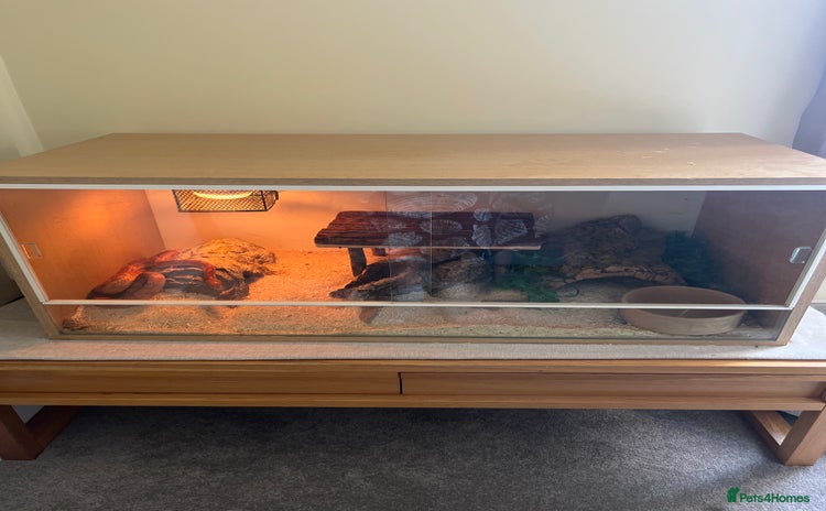 Corn Snake reptiles - Advert 4