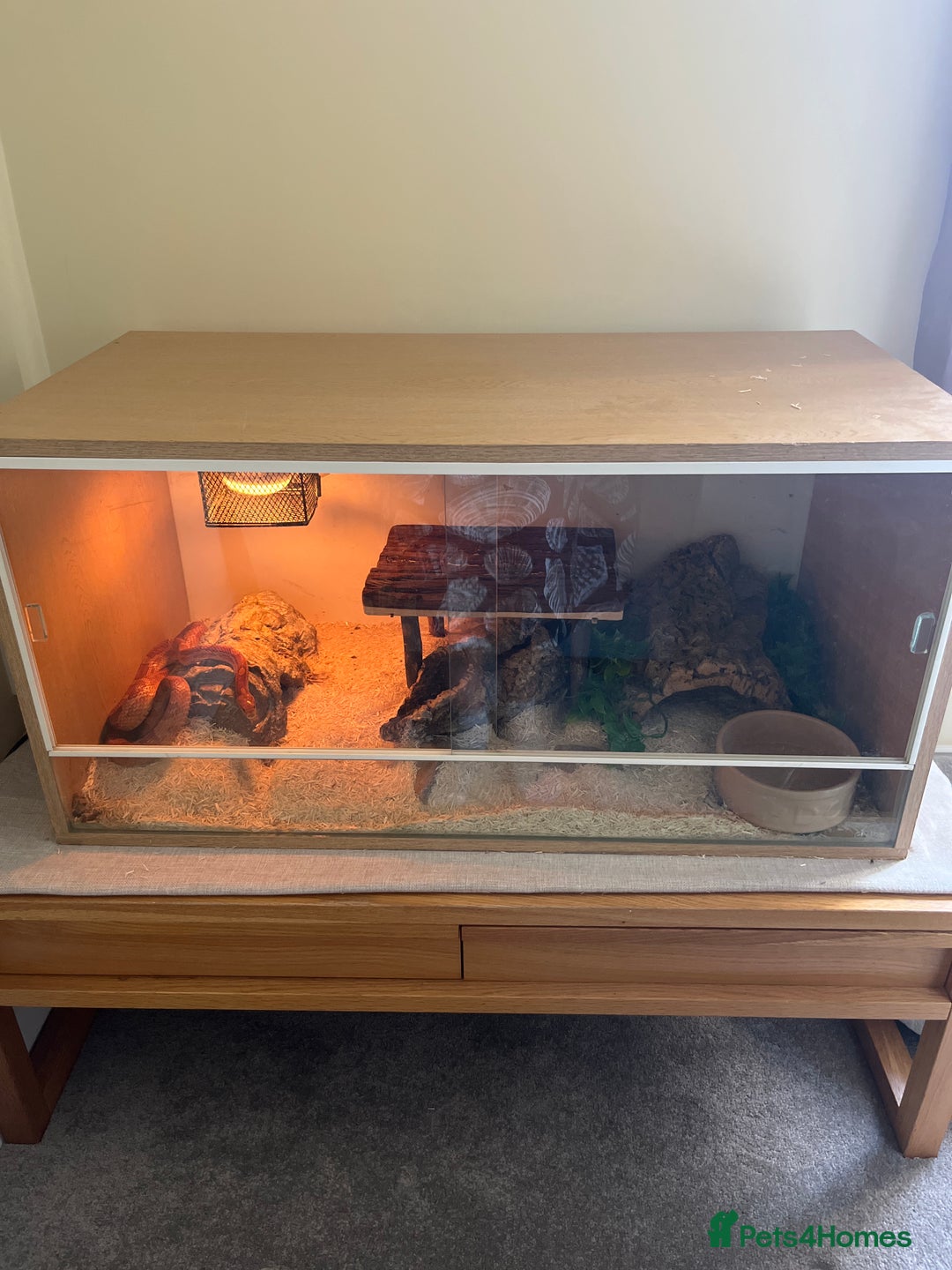 Corn Snake reptiles for sale: Adult female corn snake complete with full set up - Image 1