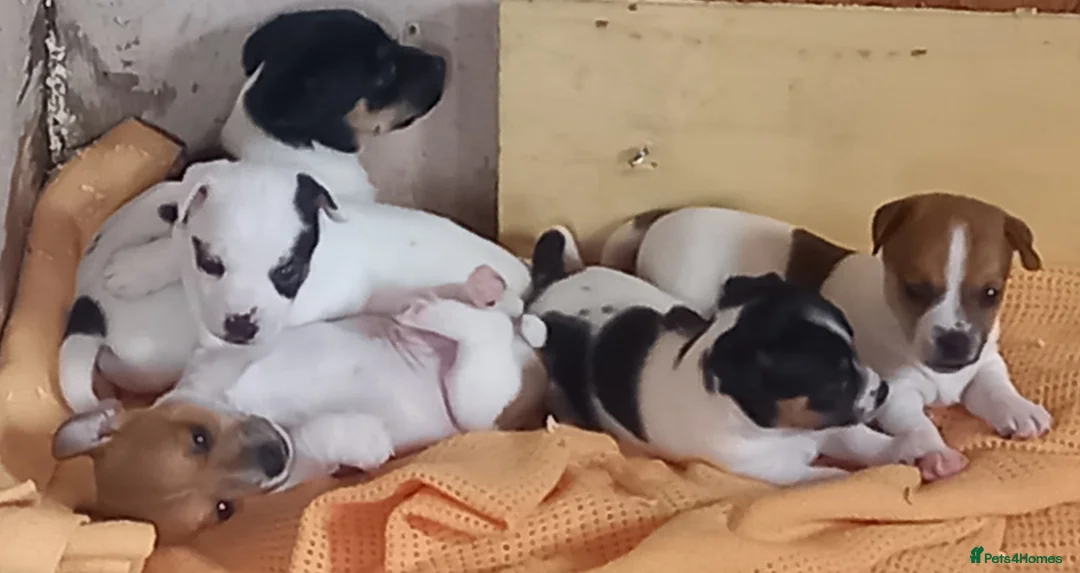Jack Russell dogs for stud: proven small jackrussell boy for stud only  in Sheerness - Advert 7