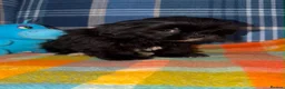 Shih Tzu dogs for sale: 💖💙Stunning Black Shih Tzu Puppies💙💖 - Advert 9