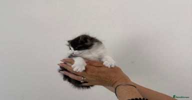 Kurilian Bobtail cats - Advert 5