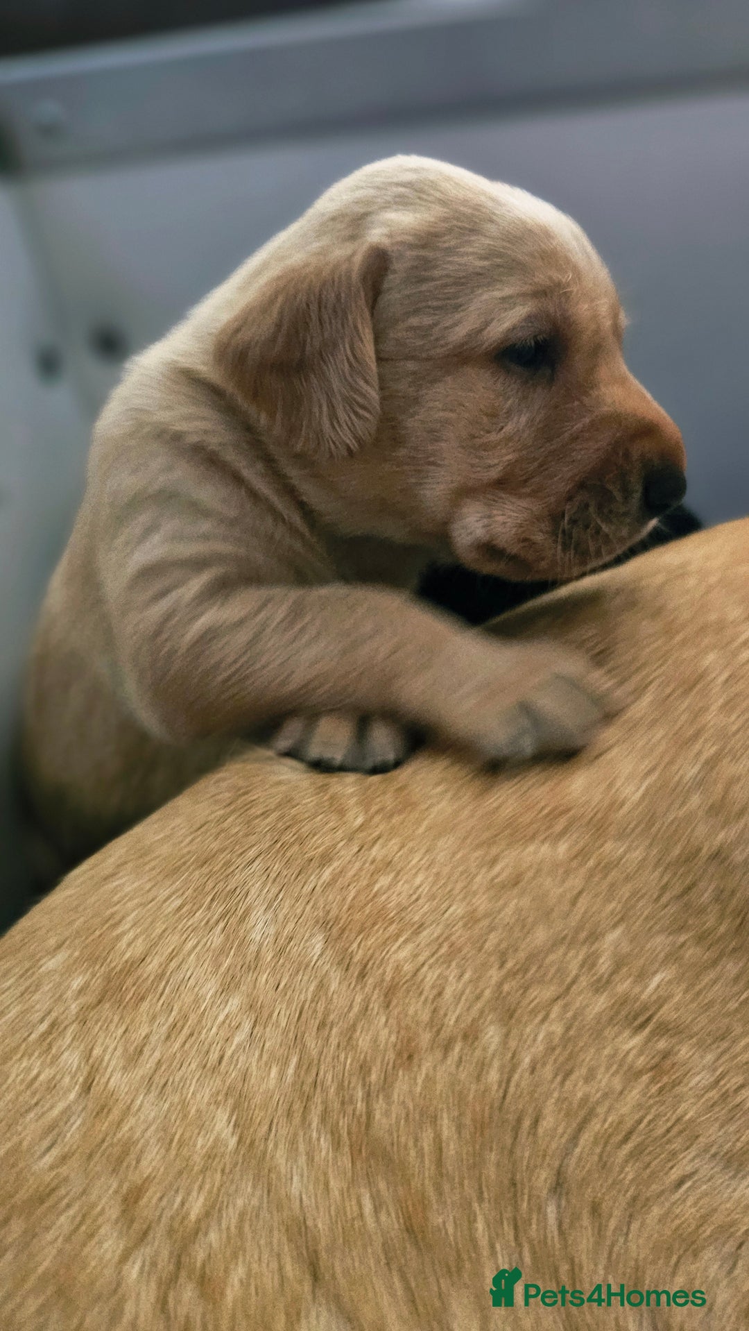 Labrador Retriever dogs for sale: KC Labrador Puppies – Ready 23rd August 🐾 - Image 16