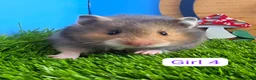 Hamster rodents for sale: Syrian Baby Hamsters Female Male Pedigree  - Advert 5