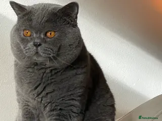 British Shorthair cats Stunning GCCF British Shorthair Pedigree Kittens - Advert 5