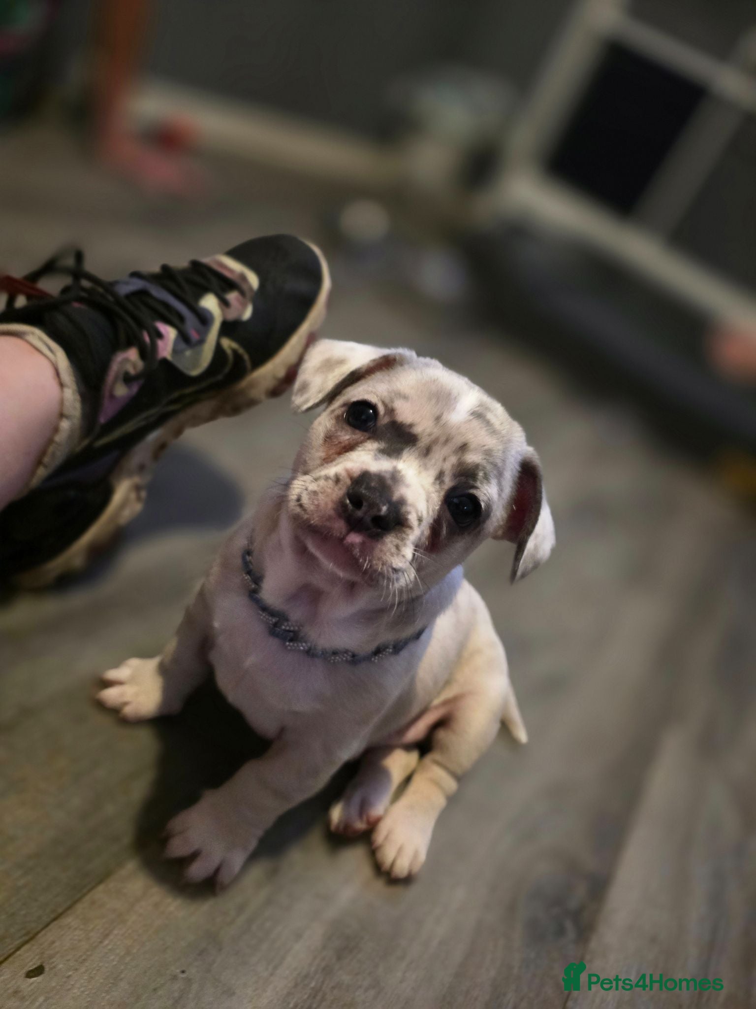 Mixed Breed dogs LAST PUP - Advert 12