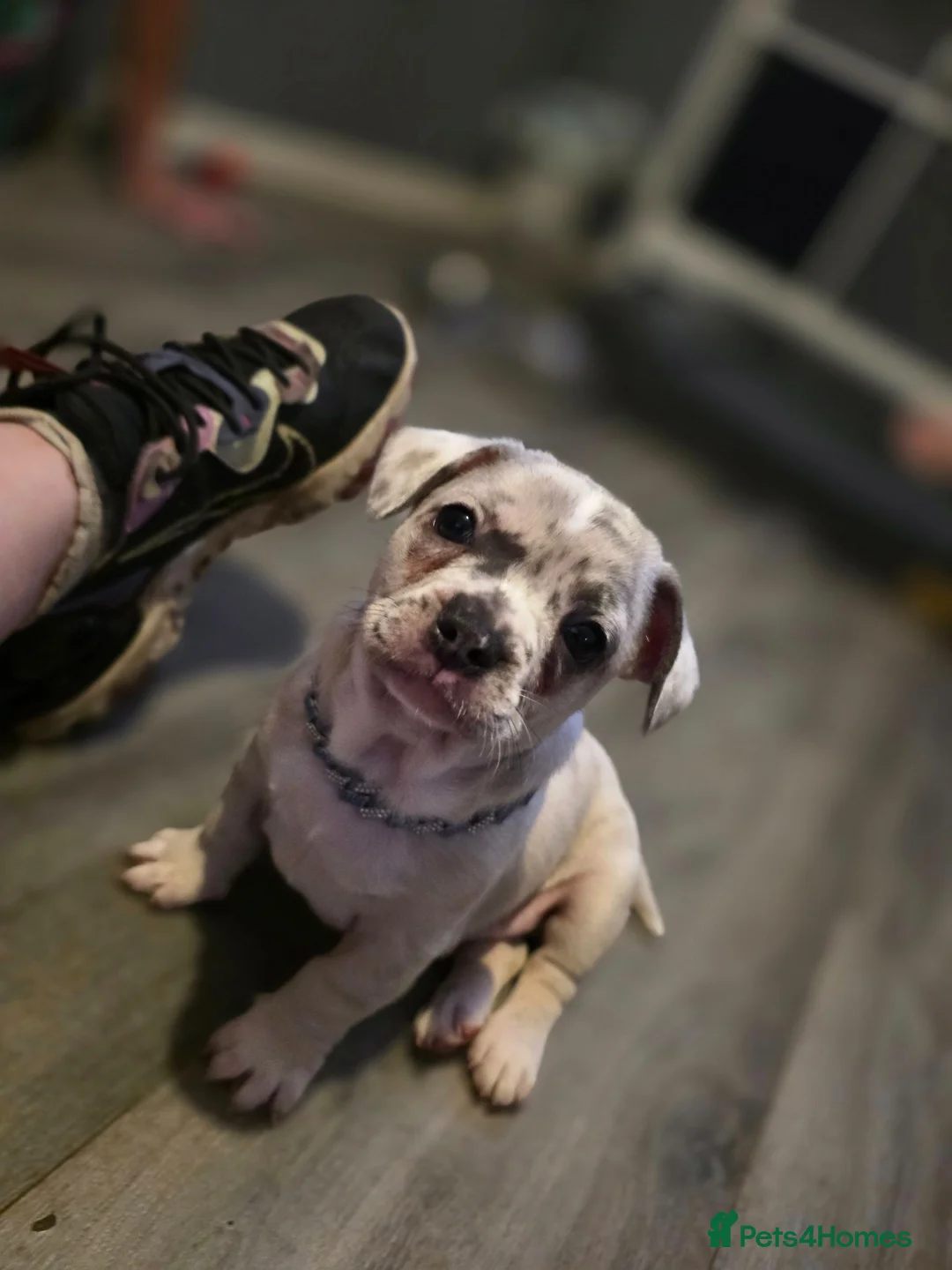 Mixed Breed dogs for sale: LAST PUP - Advert 1