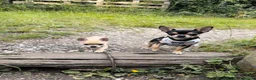 Chihuahua dogs for sale: Chihuahua Puppies 🎀🩷 - Advert 8